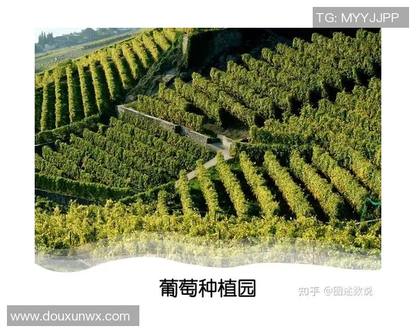 地中海地区足球明星的崛起与影响力分析